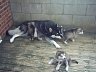 Pups 37.jpg